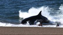 Orca Whales Pod Stranding And Hunting Sea Lions Pups 