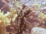 Ornate Pipefish, Mother And Baby Floating