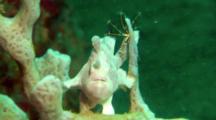 White Painted Anglerfish Sits On Coral, Gulps Water