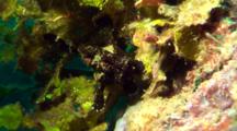 Black Painted Anglerfish Walks On Soft Coral
