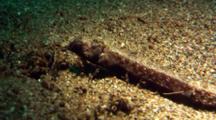 Brown Pipefish On Sand, Feeds, Close Up