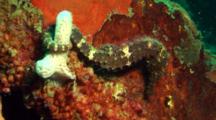 Brown Seahorse On Tire Reef