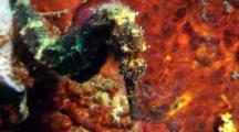 Brown Seahorse On Tire Reef, Close Up
