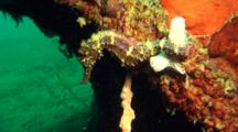 Brown Seahorse On Tire Reef