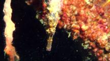Brown Seahorse On Tire Reef, Feeds, Close Up