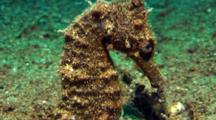 Brown Seahorse Rests On Sand, Close Up