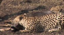 Cheetahs Eating Wildebeest