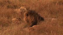 Male And Female Lions With Cubs..Male Attacks Female
