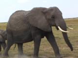 Elephants in Kenya