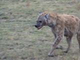Hyenas in Africa