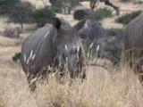 Black Rhino in Africa