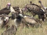 Vultures in Africa