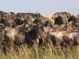 African Animal Migration of Zebra and Wildebeest
