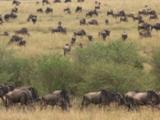 African Animal Migration of Zebra and Wildebeest