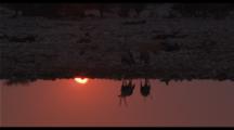 Waterhole Sunset With Oryx Silhouette