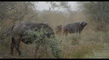 Cape Buffalo Herd At Waterhole