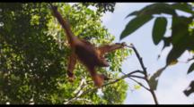 Single Orangutan In The Trees