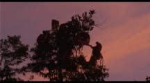 Proboscis Monkeys In Tree At Sunset