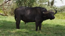 Edited Video Decor Sequence Of Various African Cape Buffalos