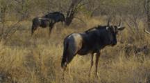 Edited Video Decor Sequence Of Various African Wildebeest