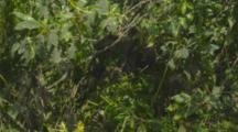 Edited Video Decor Sequence Of Various African Mountain Gorillas