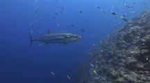 Large Dogtooth Tuna Swims By
