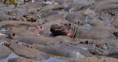 Large Group of Hippos in Muddy Water