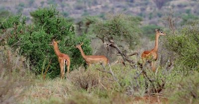 Gerenuk Antelope