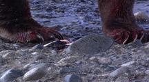 Adult Male Brown Bear ( Grizzly ) Claws, Eating Salmon