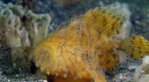 Hispid Frogfish Inflating Herself