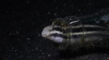 Fangblenny Showing Fangs (Combtooth Blenny)
