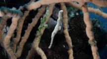 Halimeda & Velvet Ghost Pipefish Mating