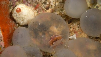Flamboyant Cuttlefish embryo (Metasepia pfefferi) moving around in the egg