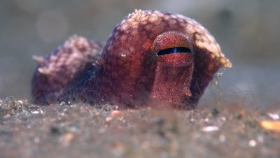 Coconut Octopus (Amphioctopus marginatus) eye close-up