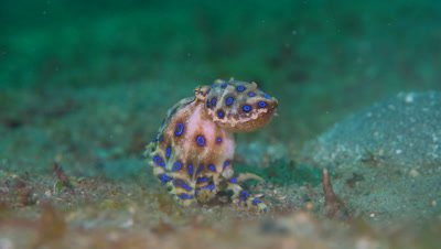 Blue-ringed Octopus (Hapalochlaena sp.) with eggs