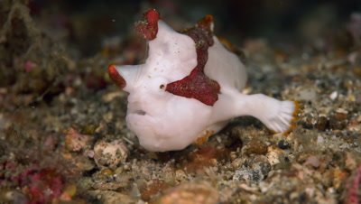 White Warty frogfish walking over sand