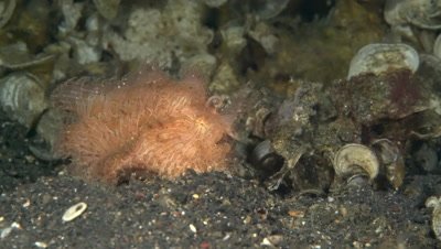 Hairy Frogfish (Antennarius striatus) luring for a fish