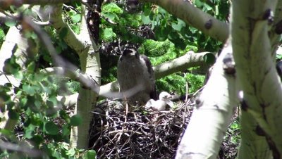 Northern Goshawk on nest with nestlings