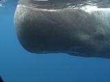 Sperm Whale Close Pass