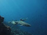 Whitetip Reef Shark 