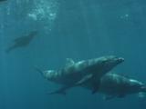 Bottlenose Dolphins With Fur Seals