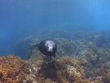 Guadalupe Fur Seal Passes Overhead