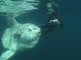 Diver Photographs Mola Mola In Open Ocean 