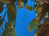 Juvenile Treefish In Drift Kelp
