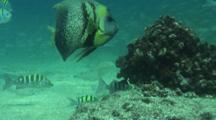 Mixed Scools Of Reef Fish Intermingle