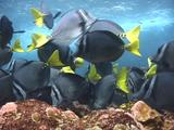 Yellowtail Surgeonfish Grazing