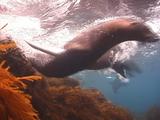 Guadalupe Fur Seal Dives In