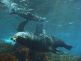 Guadalupe Fur Seal Bull