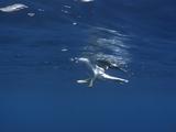 Masked Booby Swimming On Surface