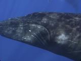 Humpback Whale Passes Close 